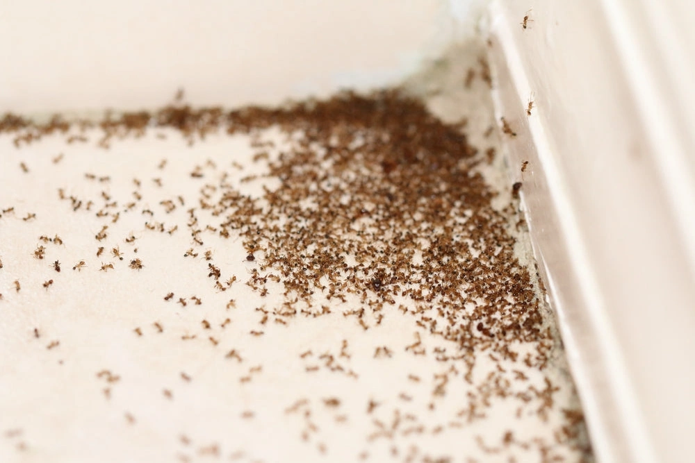 Ant infestation in kitchen before treatment
