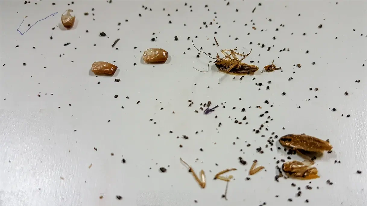 Cockroach infestation in kitchen before treatment