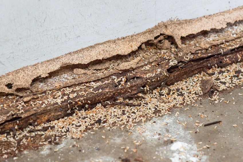 Termite damage before treatment